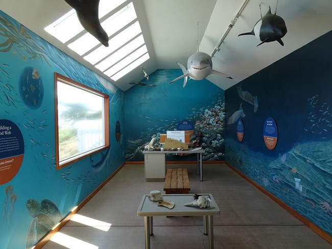The northern wall of the Ocean Exploration Center. A model of a white shark is suspended from the ceiling. Murals depicting life below the surface of the ocean are painted on the walls. A large picture window is on the left side of the image.