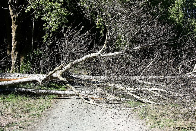 A moderate sized, multi-trunked tree has fallen across and blocks a gravel road in a forest.