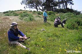 Volunteers removing capeweed at Tomales Point.