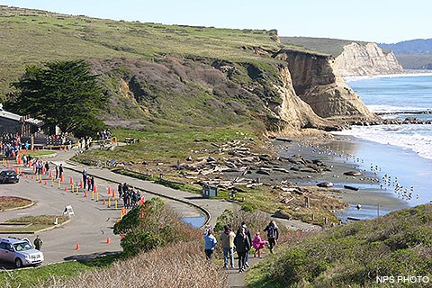 In the foreground, seven individuals descend a path that leads from a bluff-top overlook to a beach-side parking lot. On the left, in the parking lot, are dozens of visitors looking at elephant seals that are laying on the beach on the right.