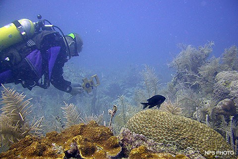 A SCUBA diver and a black fish swim above corals. The diver holds a measuring tape.