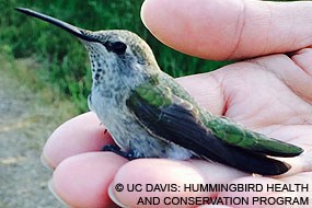 Female Anna's hummingbird in a hand. © University of California, Davis: Hummingbird Health and Conservation Program.