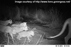Lion cubs in Gorongosa National Park following mother. Black and white photo taken by a wildlife monitoring camera at night. Image courtesy of http://www.lions.gorongosa.net/