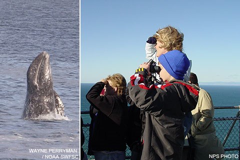 (L) A gray whale starting a breach and (R) whale watchers at the Lighthouse Observation Deck.
