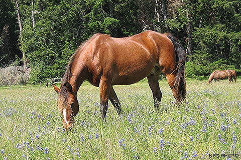The Morgan horse Honcho grazing in a field.