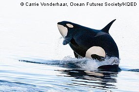 Orca breaching © Carrie Vonderhaar, Ocean Futures Society/KQED