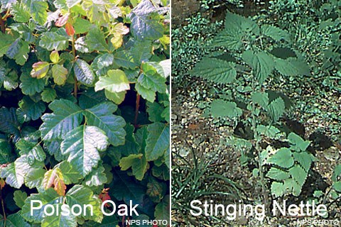 Two photos: (Left) Many glossy green loabed leaflets. (Right) A plant with large, serrated leaves.