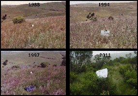 Rangeland succession: four photos that depict an increase in shrub abundance over time at a site that was taken out of grazing on Bolinas Ridge (1988, 1994, 1997, & 2011).