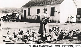 Historic black and white photograph of "Ella feeding the chickens" at the E Ranch on the Point Reyes Peninsula. Clara Marshall Collection, NPS.
