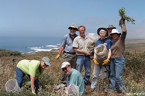 Seven volunteers removing non-native ice plant.