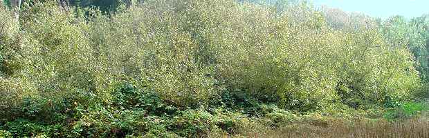 ARROYO WILLOW RIPARIAN FOREST