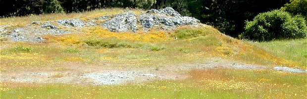 Coastal Prairie - Serpentine Grassland Community