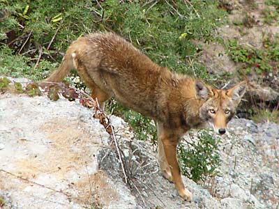 Coyote