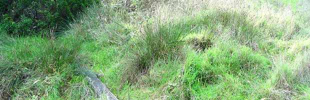 Freshwater Seep Community