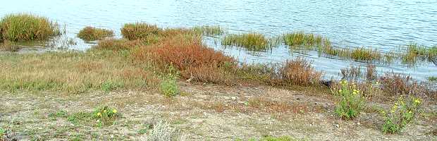 Saltwater marsh community