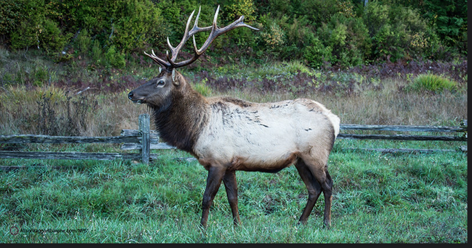 Elk in field