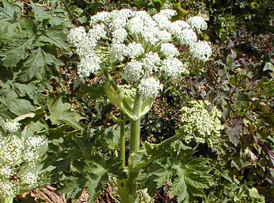 Coast Angelica