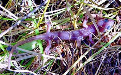 Arboreal Salamander