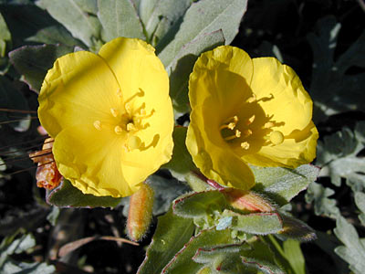 Beach Evening Primrose