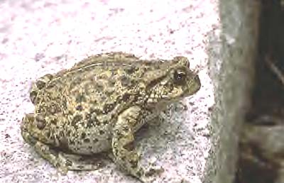California Toad