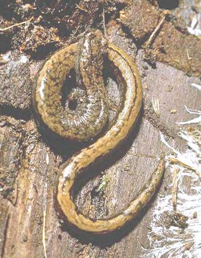 California Slender Salamander