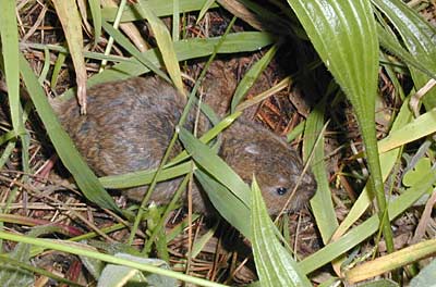 California Vole
