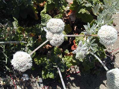 Coast Buckwheat