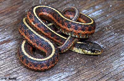 Coast Garter Snake