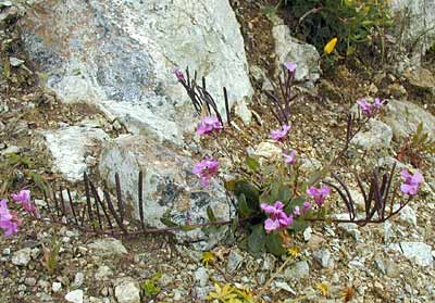 Coast Rock Cress
