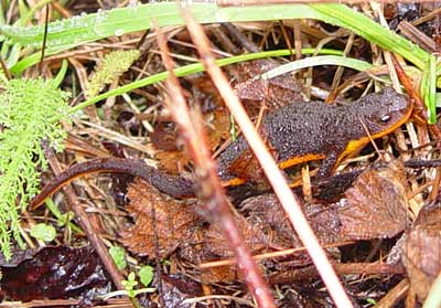 Coast Range Newt