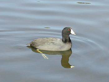 American Coot