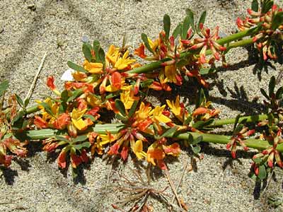 Deerweed