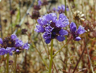 Dune Gilia