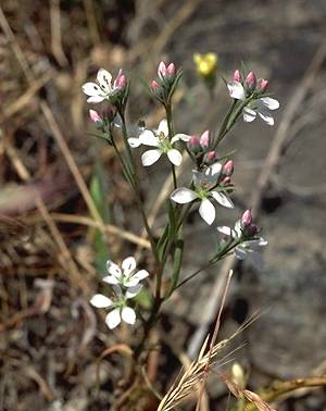 Marin Dwarf Flax