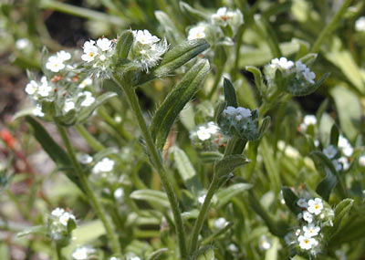 Coast Cryptantha or Popcorn Flower