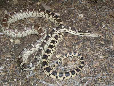 Gopher Snake