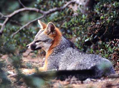 Gray Fox