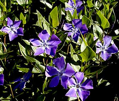 greater periwinkle