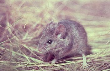 Harvest Mouse