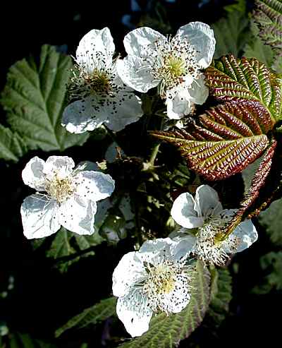Himalayan Blackberry