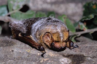 Hoary Bat