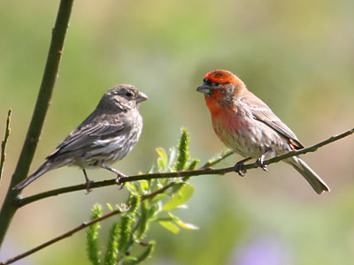 House Finches