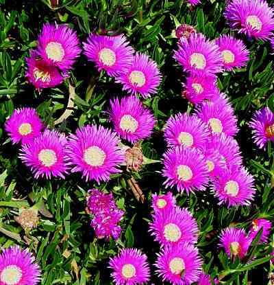 ice plant