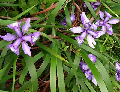 Douglas Iris