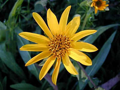 Narrowleaf Mule-ears