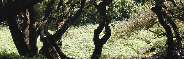 Coastal Live Oak Forest in the Presidio
