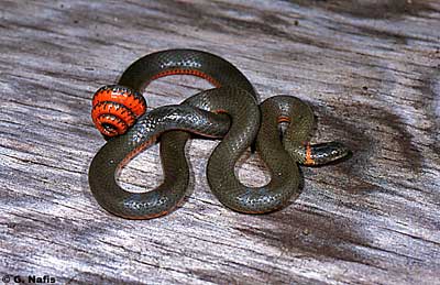 Pacific Ringneck Snake