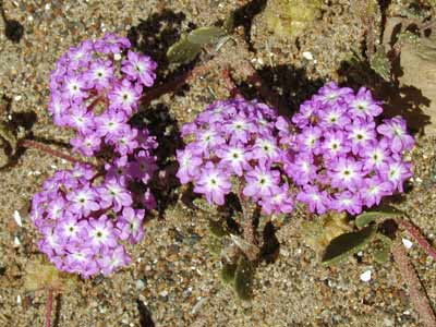 Pink Sand Verbena