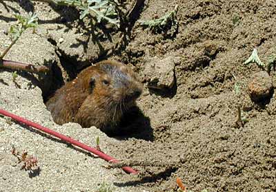 Valley Pocket Gopher