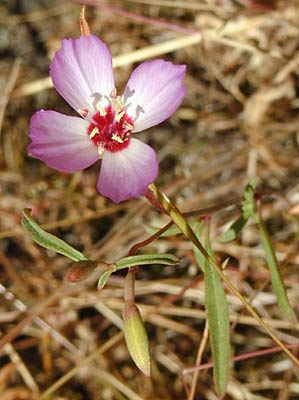 PRESIDIO CLARKIA